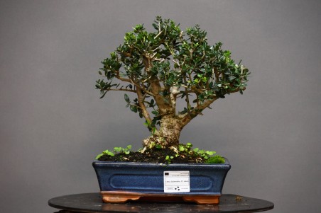 Olivo Acebuche OS1