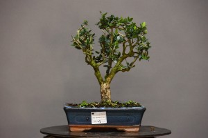 Olivo Acebuche OS4