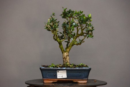 Olivo Acebuche OS4