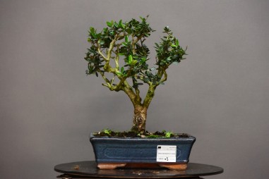 Olivo Acebuche OS4