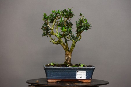 Olivo Acebuche OS4