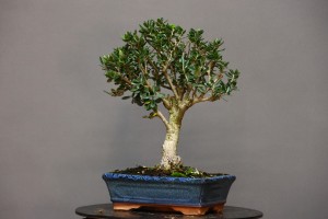 Olivo Acebuche OS6