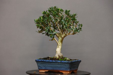 Olivo Acebuche OS6