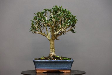 Olivo Acebuche OS6