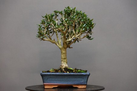 Olivo Acebuche OS6