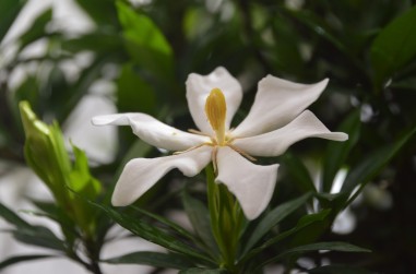 Gardenia