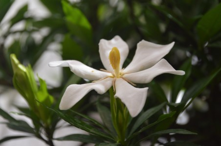Gardenia