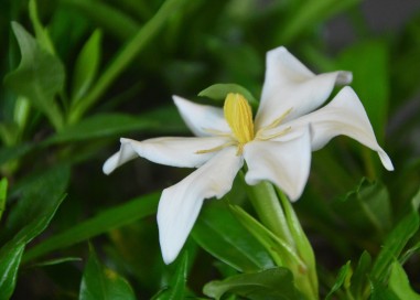 Gardenia