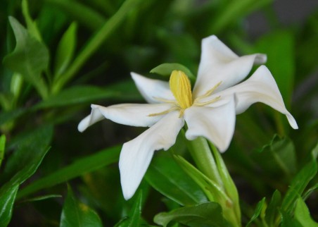 Gardenia