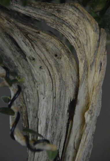 Olivo Acebuche E9 (vendido)