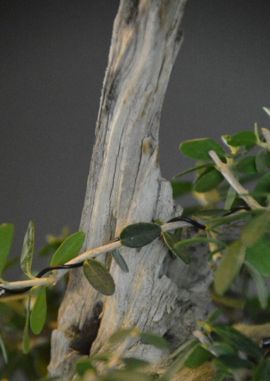 Olivo Acebuche E9 (vendido)