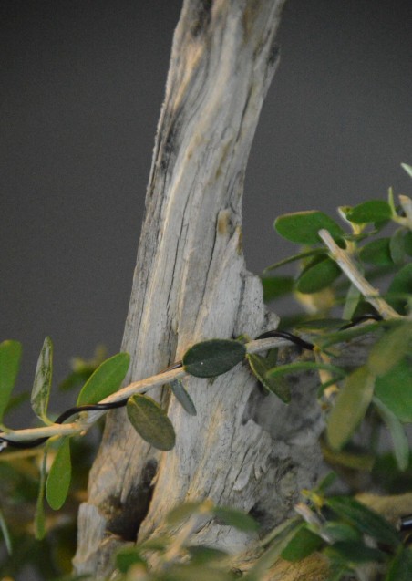 Olivo Acebuche E9 (vendido)