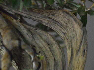 Olivo Acebuche E9 (vendido)