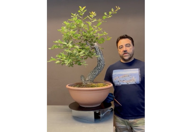 bonsai Quejigo